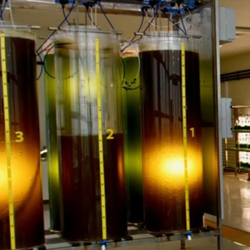 Algae-production 