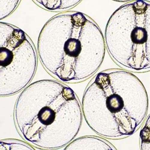 Larvae