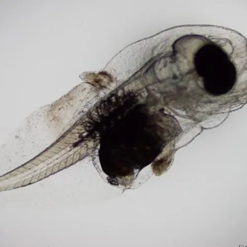 Larvae