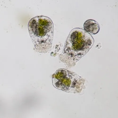 Rotifer-Unit